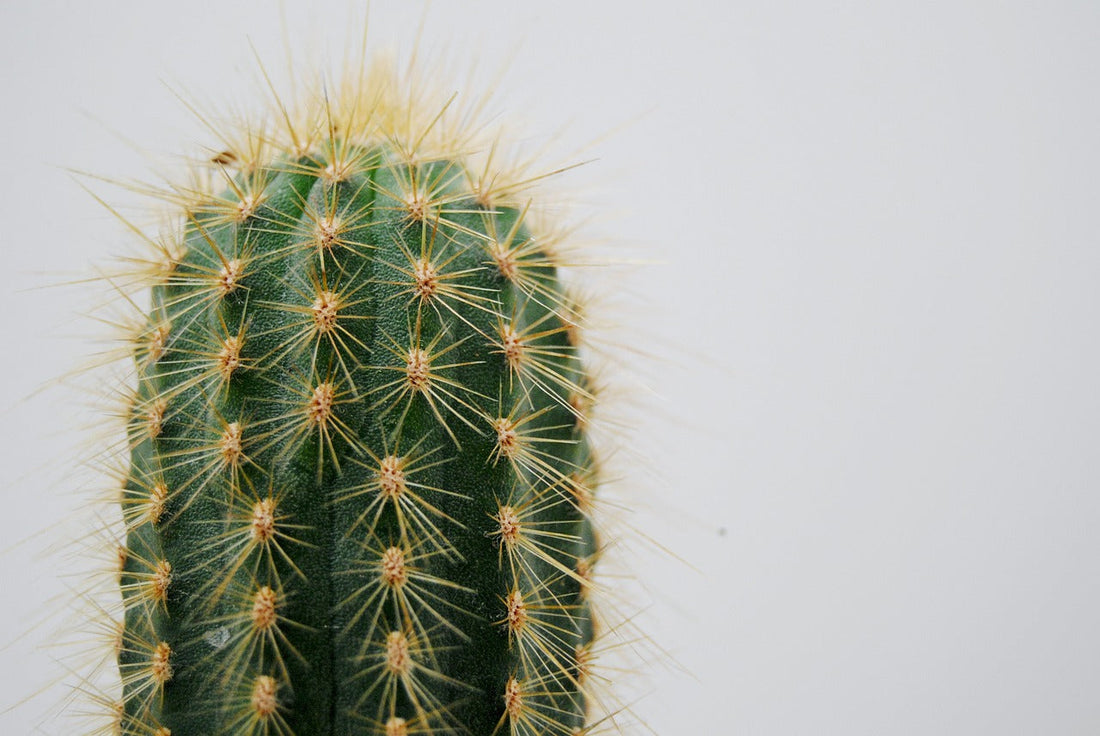 cactus douleurs règles