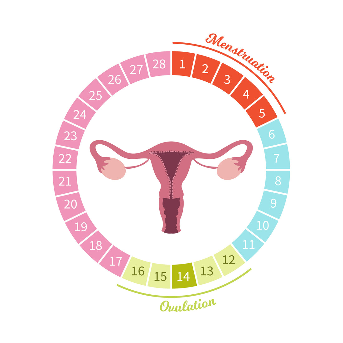cycle menstruel